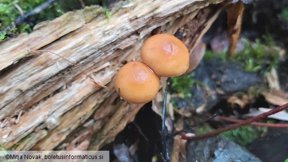 Galerina marginata