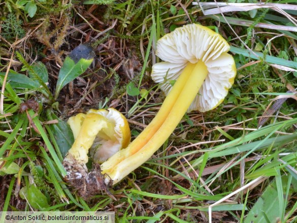 Hygrocybe citrinovirens