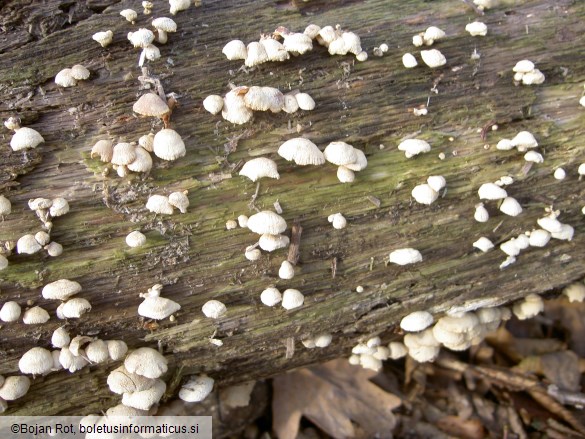 Schizophyllum commune