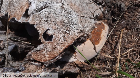 Ganoderma resinaceum