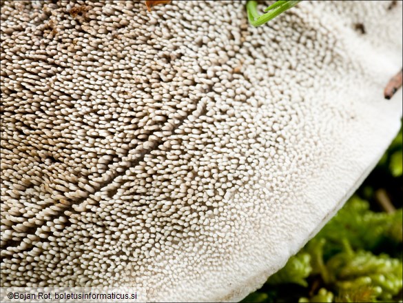Phellodon tomentosus