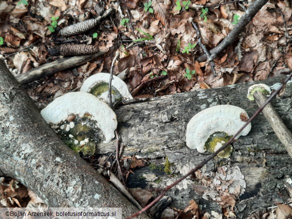 Trametes gibbosa