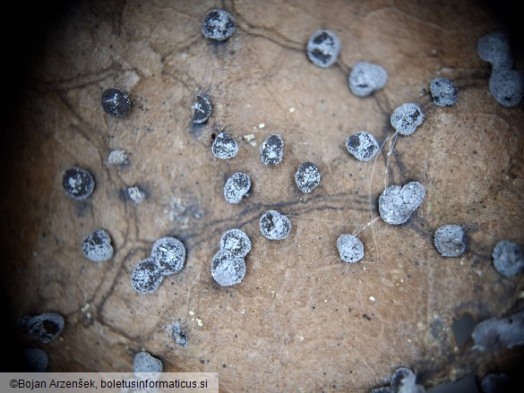 Didymium minus