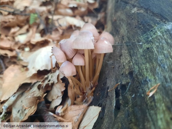 Mycena renati