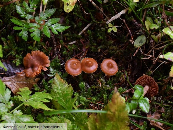 Cortinarius obtusus