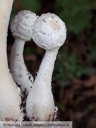 Leucocoprinus cretaceus