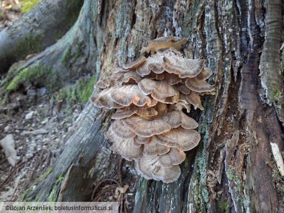 Grifola frondosa