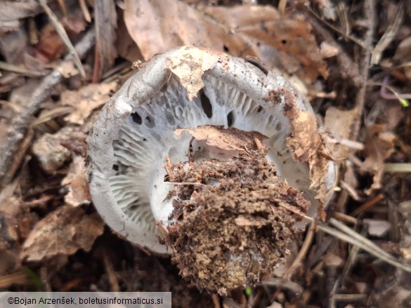 Hygrophorus marzuolus