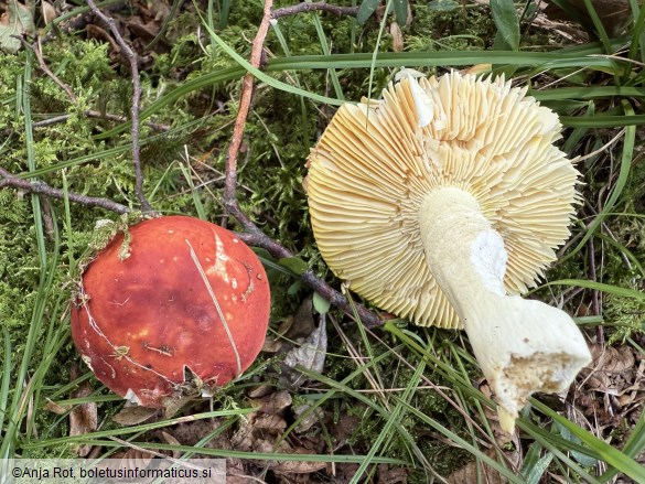 Russula aurea