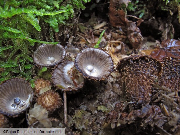 Cyathus striatus