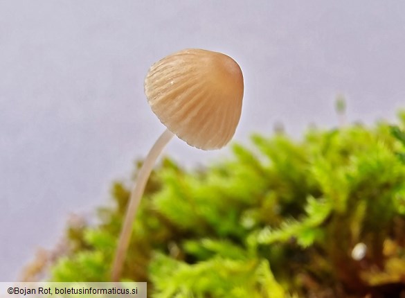 Mycena erubescens
