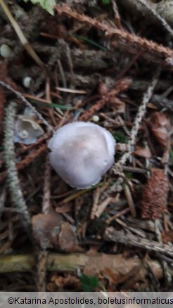 Mycena pura