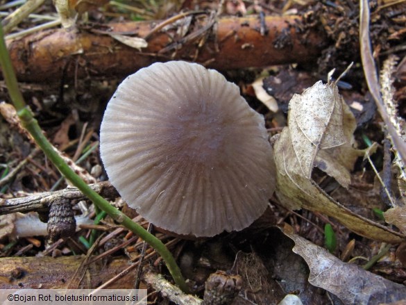 Mycena leptocephala