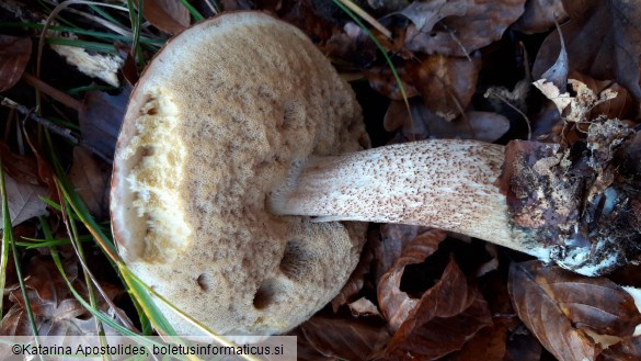 Leccinum quercinum