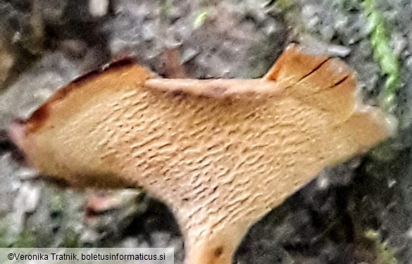 Coltricia perennis
