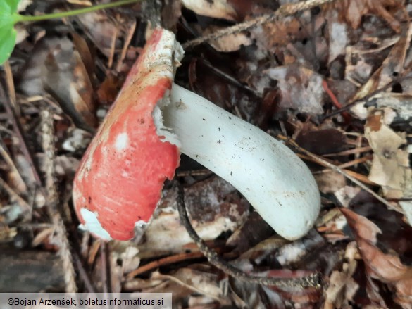 Russula rosea