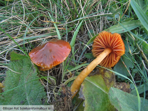 Hygrocybe psittacina var. perplexa