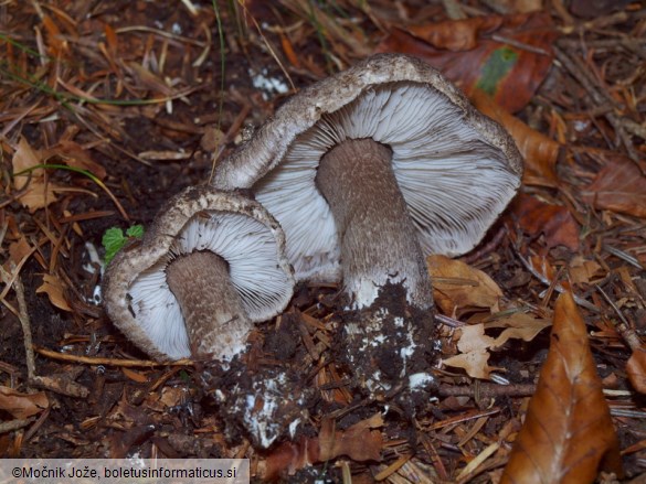 Tricholoma squarrulosum