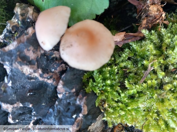 Gymnopus confluens
