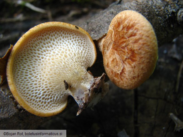 Polyporus mori