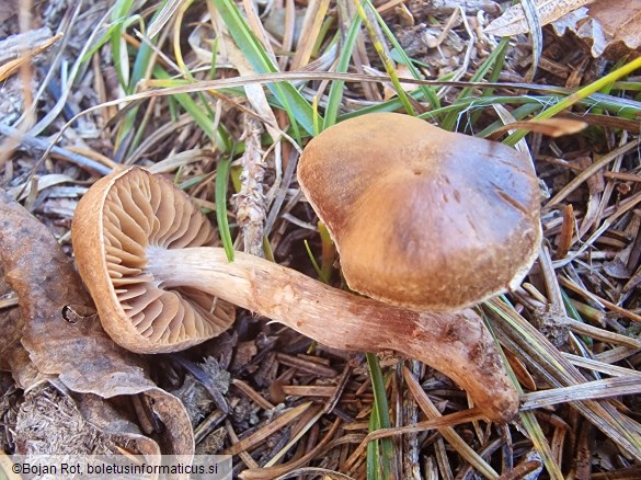 Cortinarius subobtusobrunneus