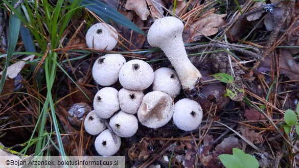 Lycoperdon perlatum