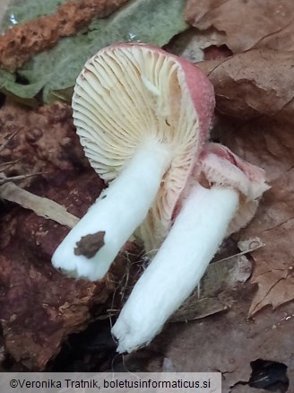 Russula emetica