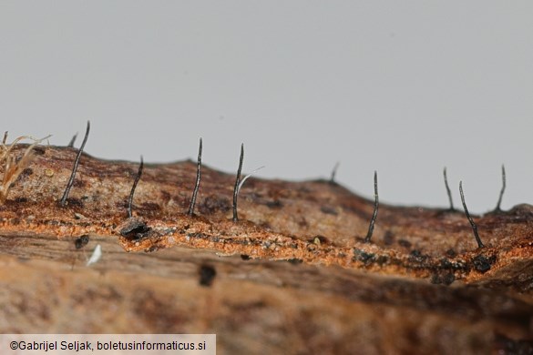 Ophiognomonia setacea