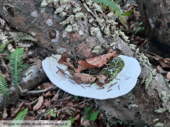 Trametes gibbosa