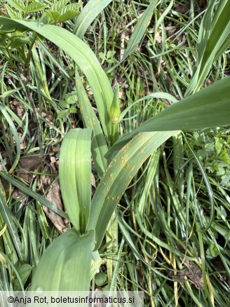Puccinia porri