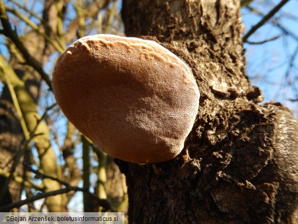 Phellinus pomaceus