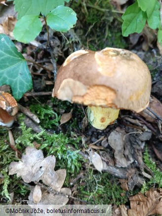 Butyriboletus roseogriseus