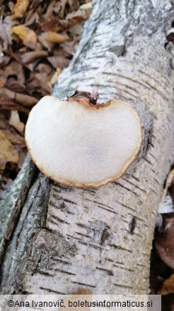 Fomitopsis betulina