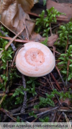 Lactarius chrysorrheus