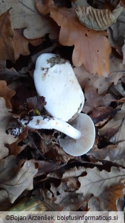 Tricholoma lascivum