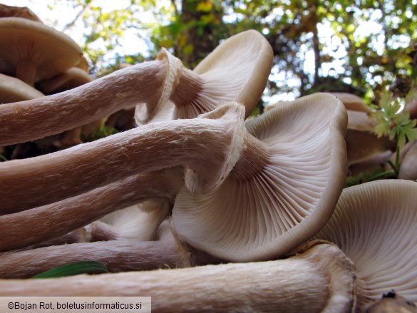 Armillaria mellea