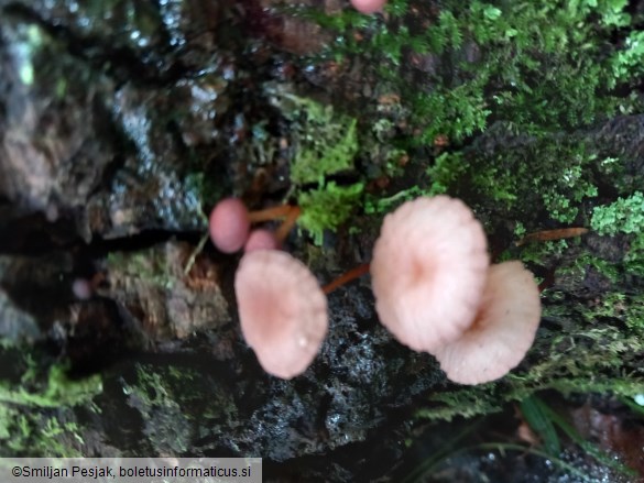 Mycetinis scorodonius