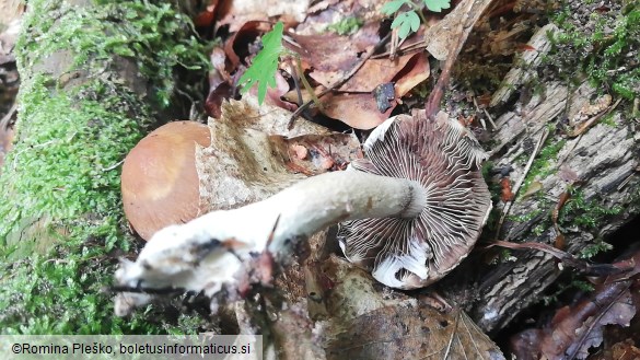 Psathyrella chondroderma