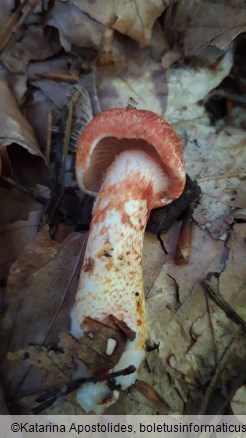 Cortinarius bolaris