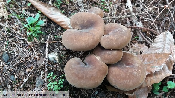 Tapinella atrotomentosa