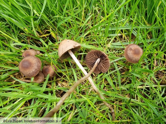 Panaeolina foenisecii