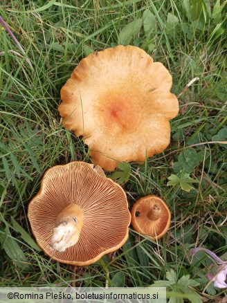 Lactarius porninsis