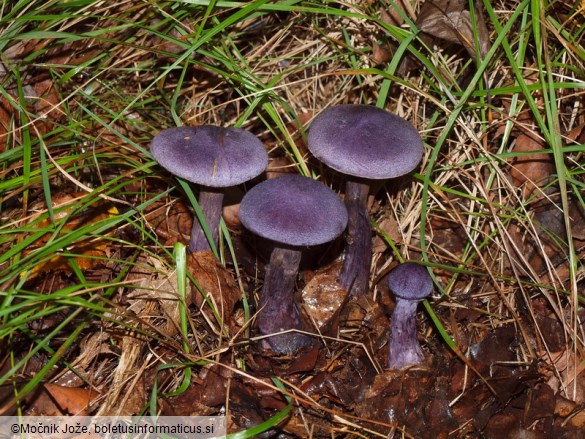 Cortinarius violaceus