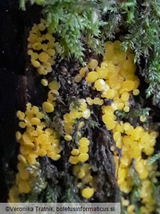 Bisporella citrina