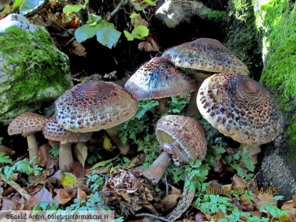 Macrolepiota olivascens
