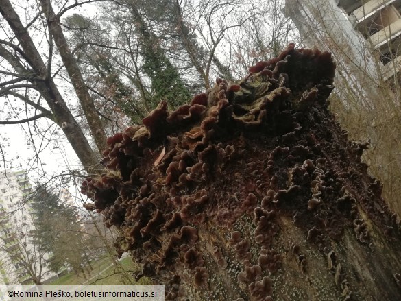 Auricularia mesenterica