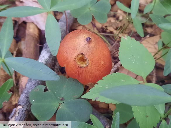 Hygrocybe conica