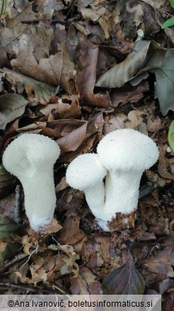 Lycoperdon perlatum