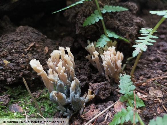 Clavulina cristata