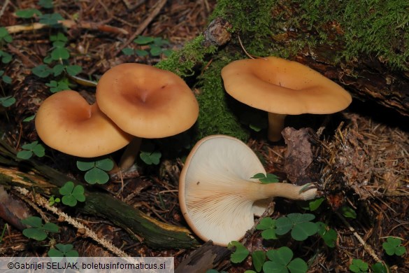 Paralepista flaccida